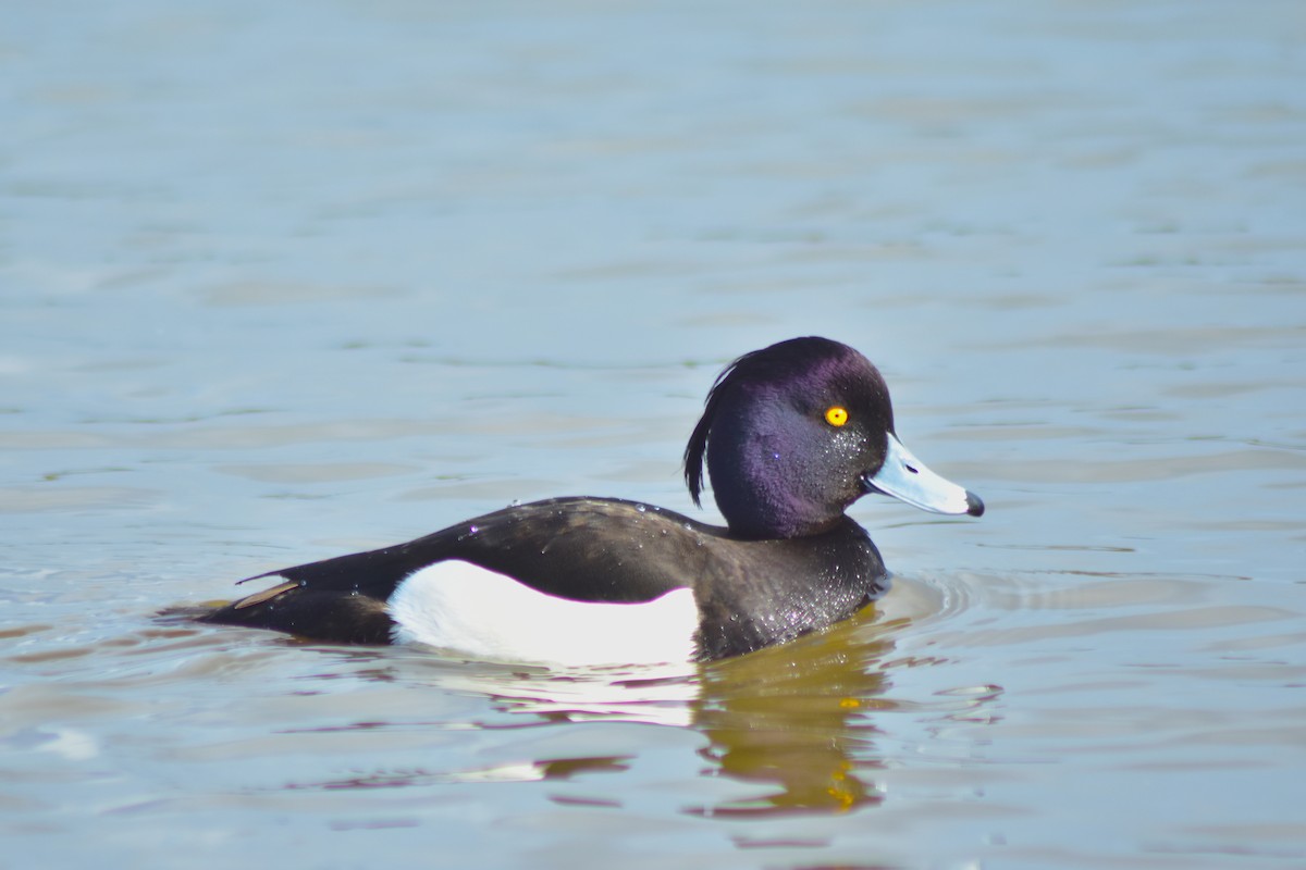 Tufted Duck - ML642598272