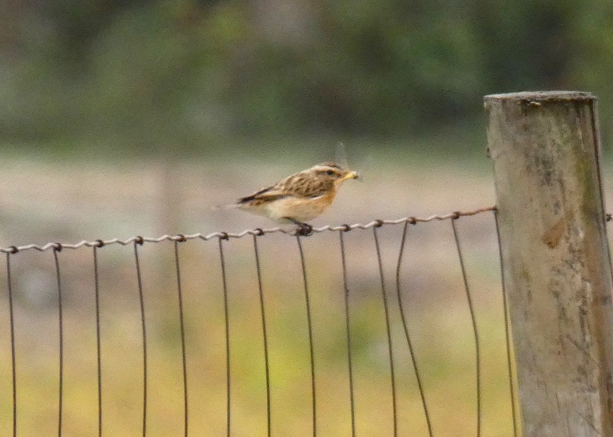 Whinchat - ML642598367