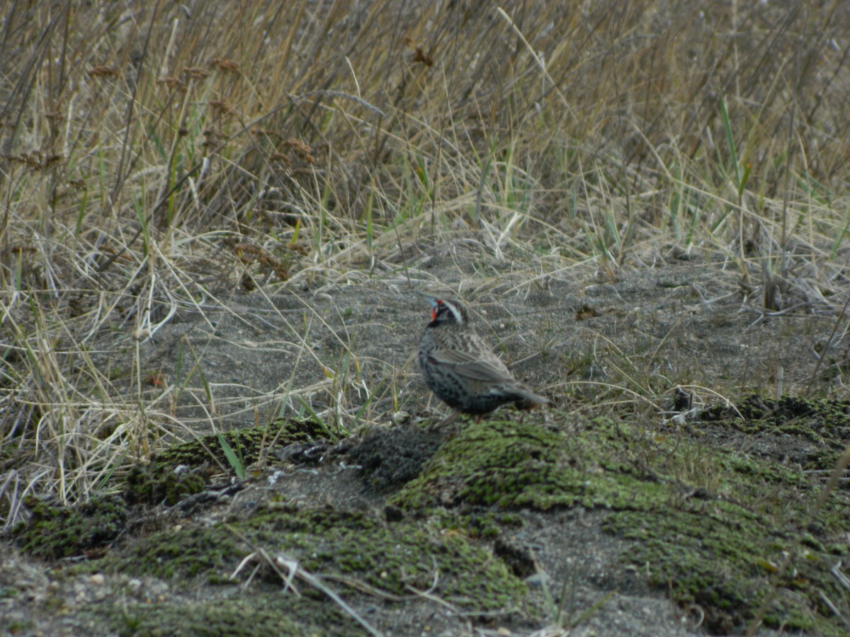 Long-tailed Meadowlark - ML642598371
