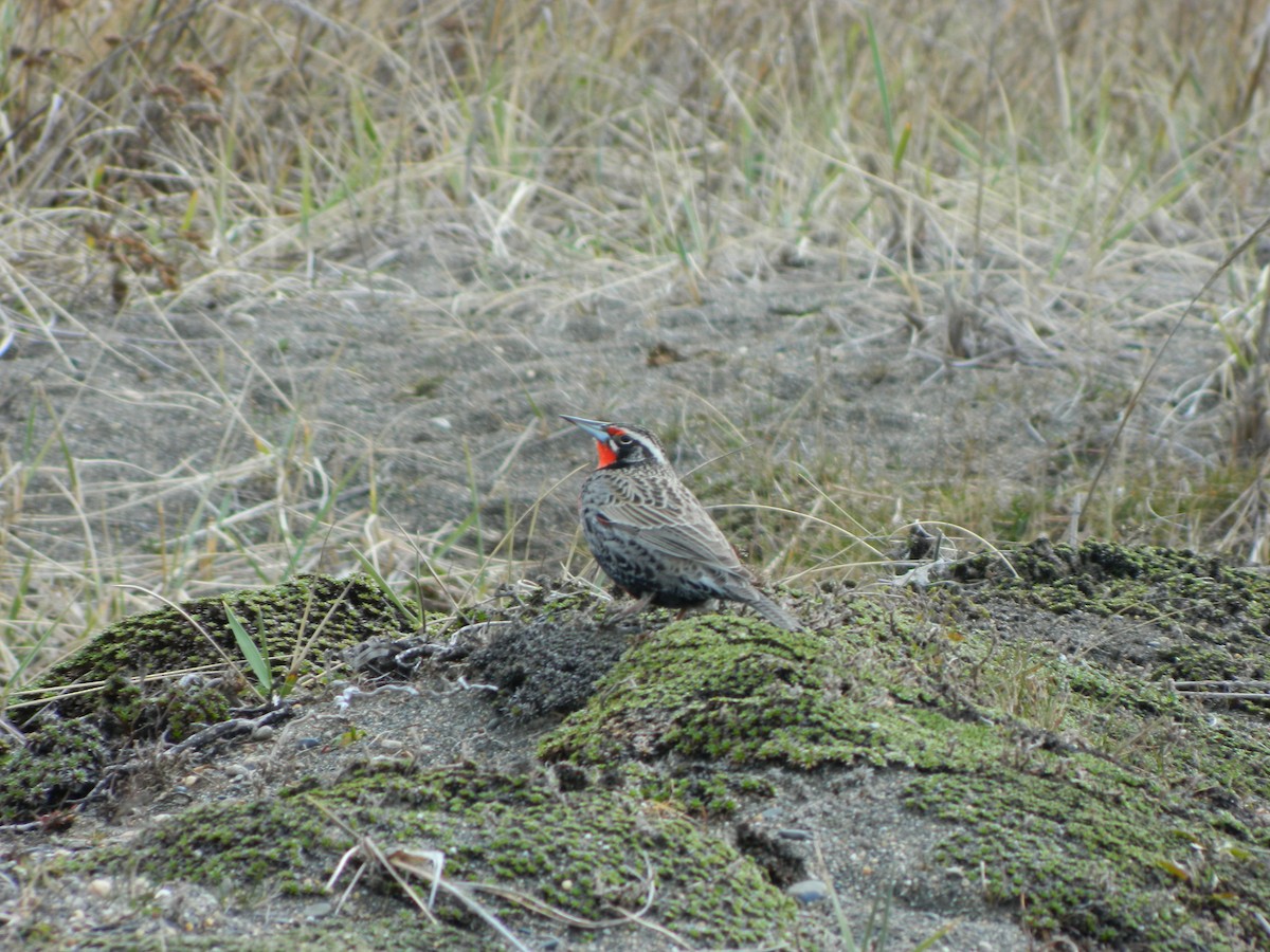 Long-tailed Meadowlark - ML642598373