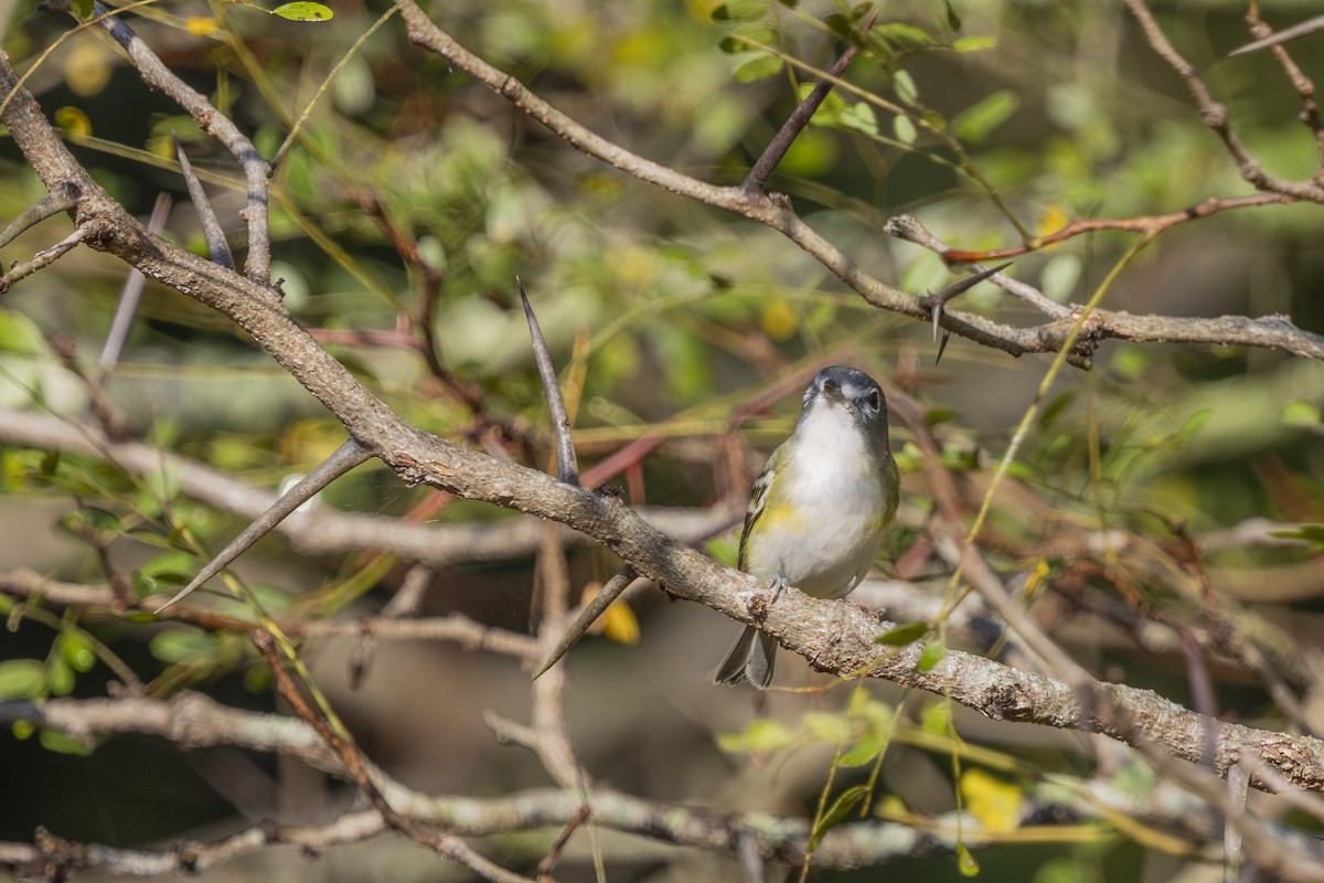 Blue-headed Vireo - ML642598383