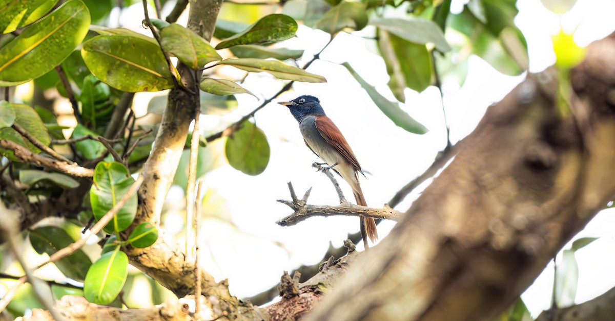 Amur Paradise-Flycatcher - ML642598394
