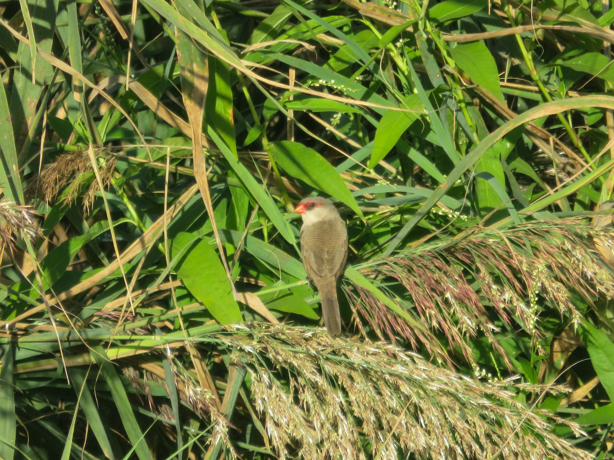 Common Waxbill - ML642598419