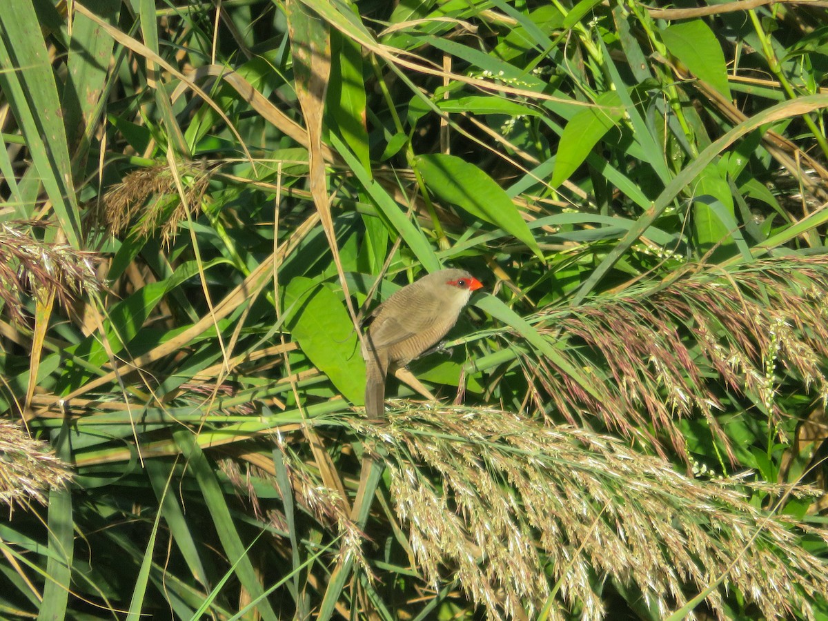 Common Waxbill - ML642598420