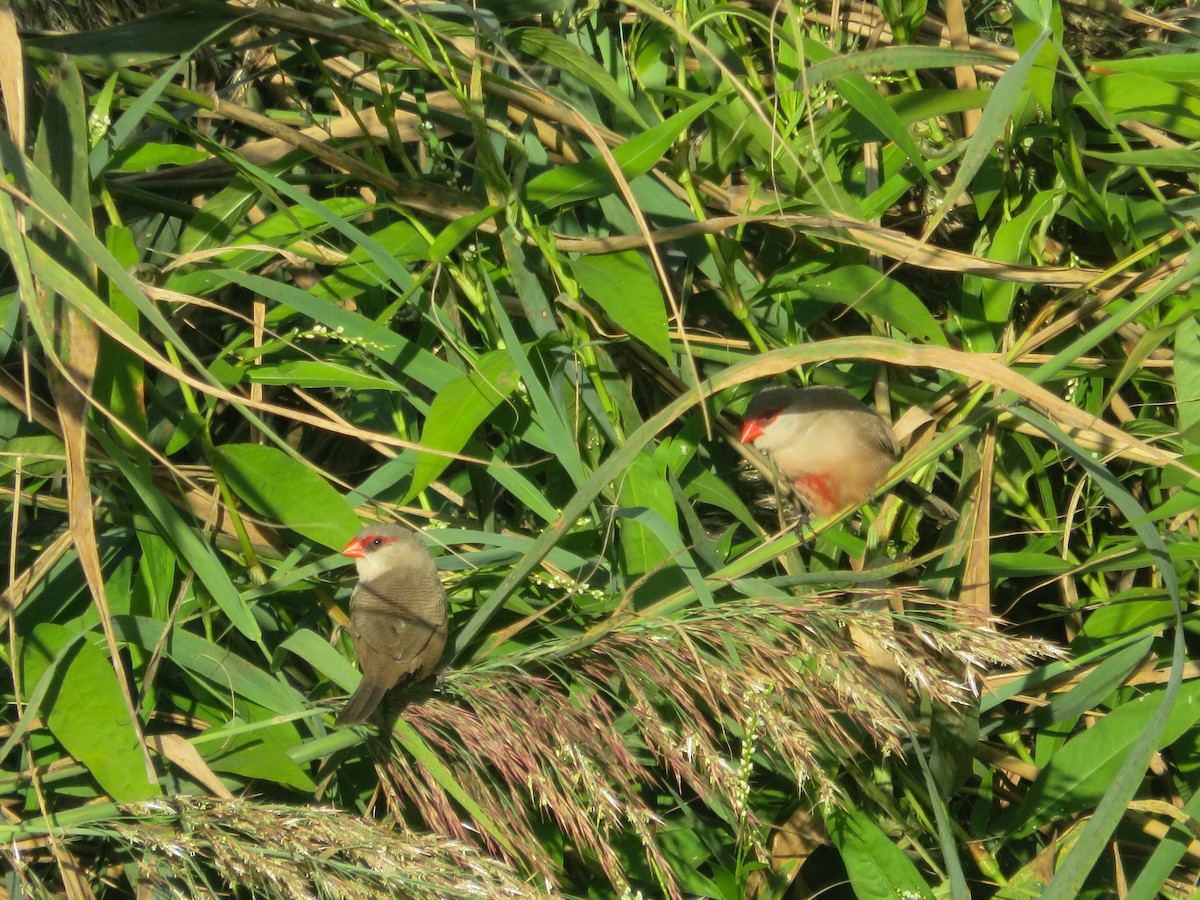 Common Waxbill - ML642598421