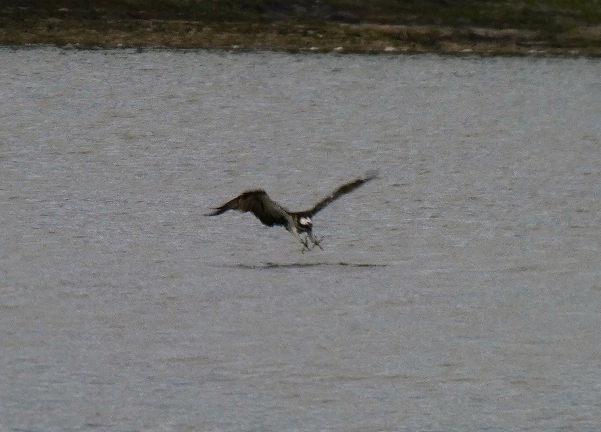 Osprey - ML642598422