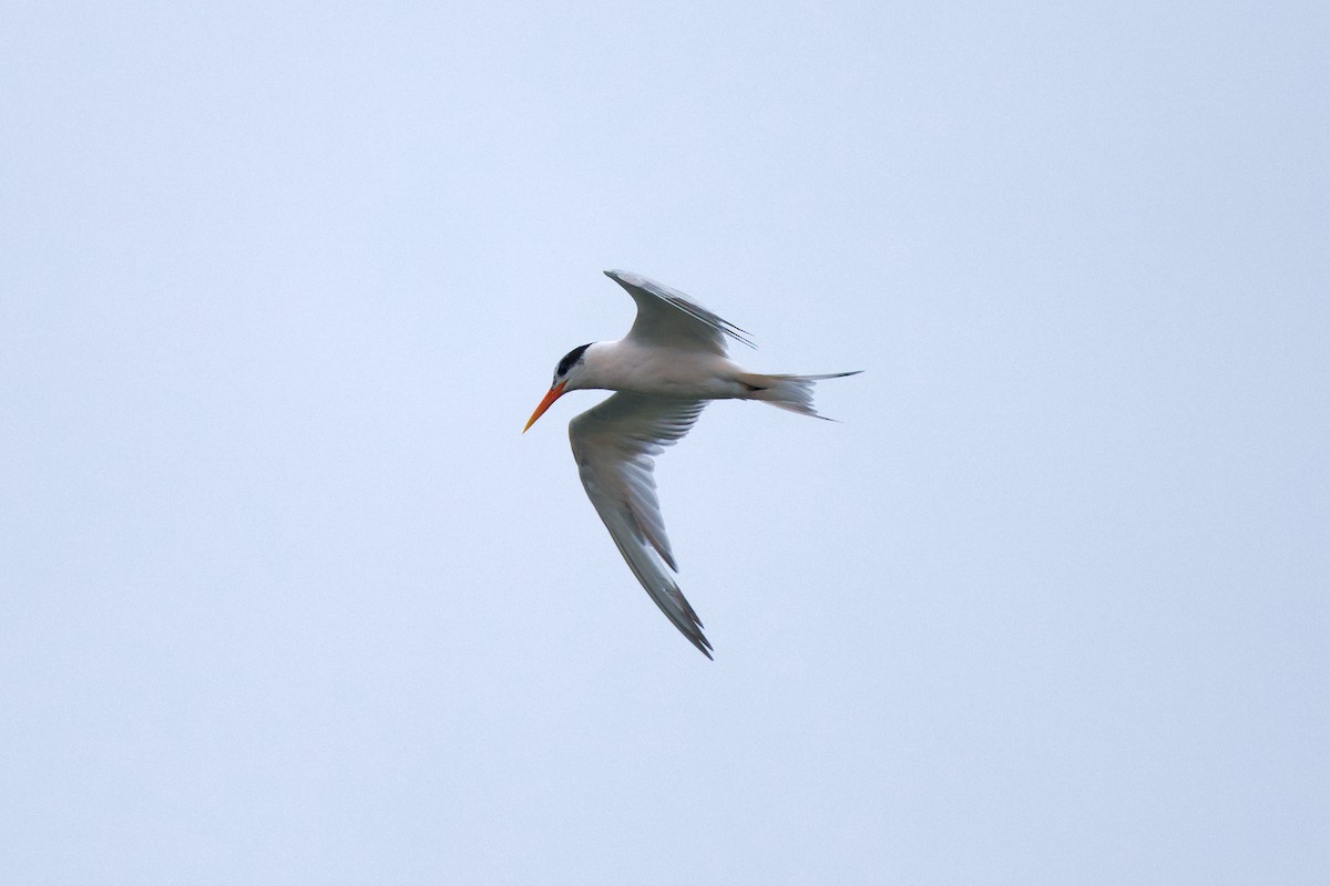Elegant Tern - ML642598442