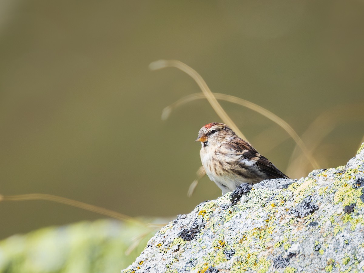 Redpoll - ML642598537