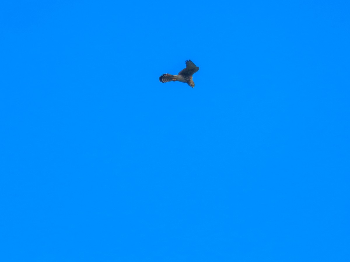 Eurasian Kestrel - ML642598555