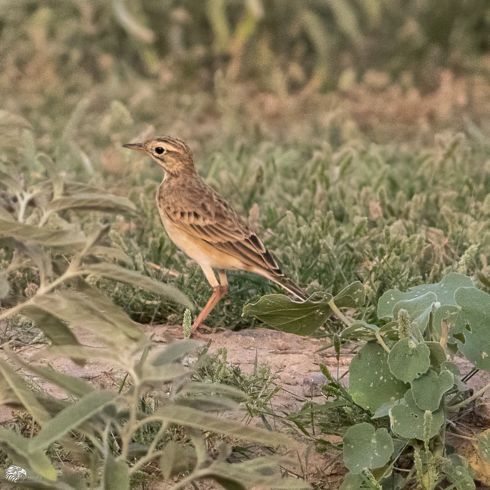 шийхнүүхэй - ML642598566