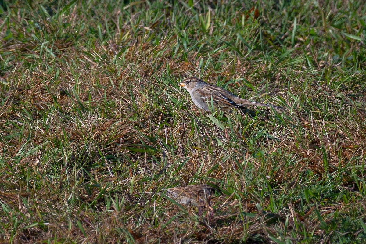 White-crowned Sparrow - ML642598578