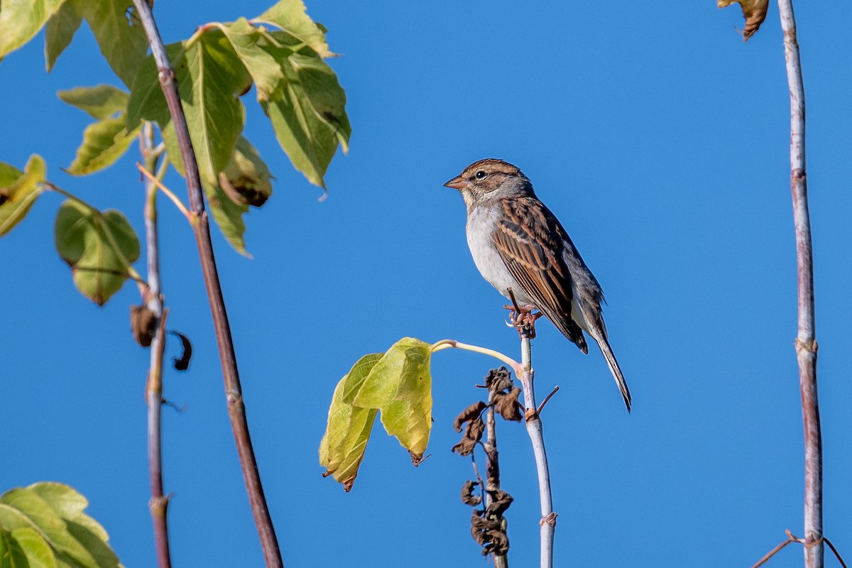 Chipping Sparrow - ML642598581