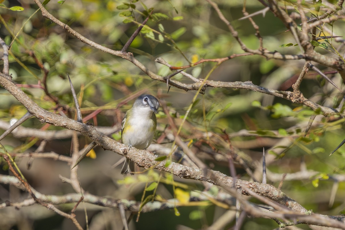 Blue-headed Vireo - ML642598583