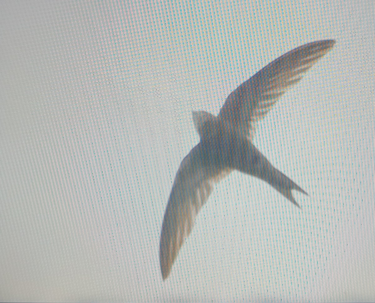 Pallid Swift - ML642598585