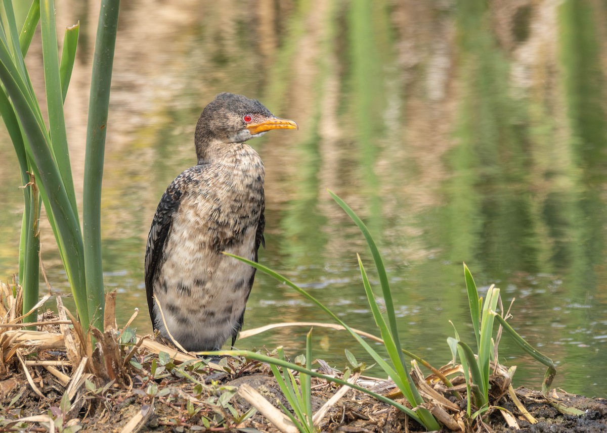 Reed Cormorant - ML642598586