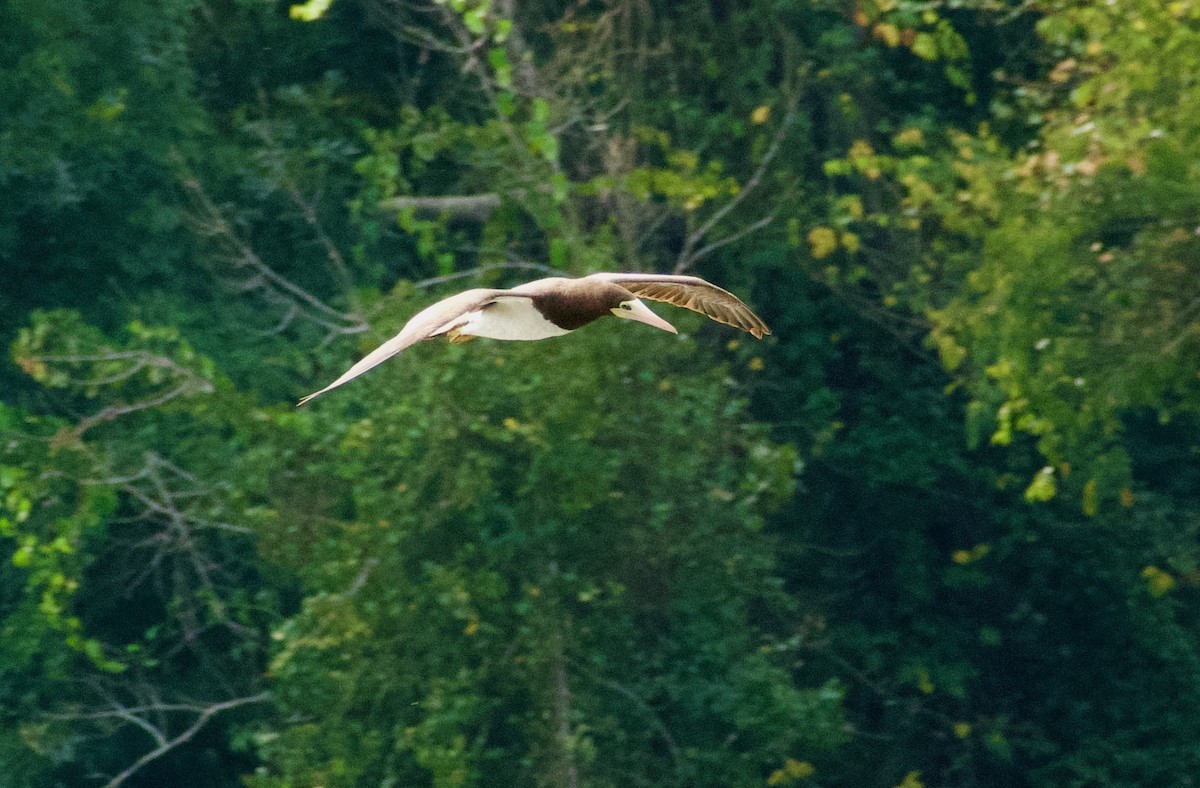 Brown Booby - ML642598595