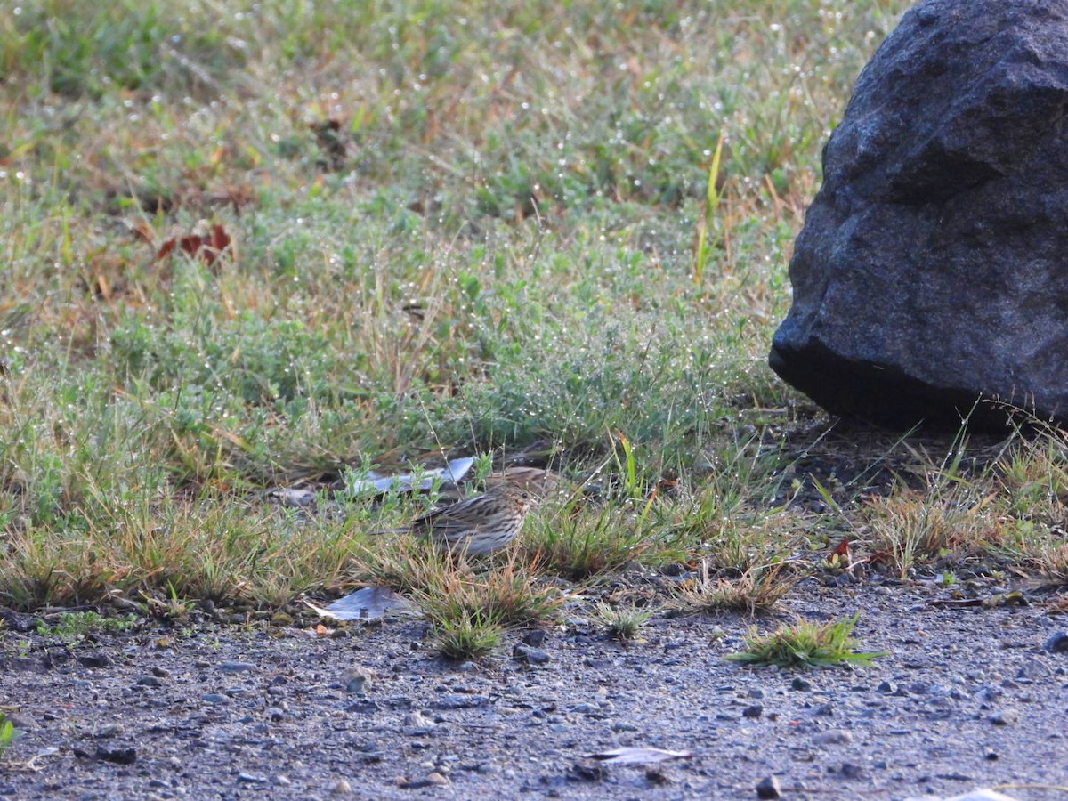 Savannah Sparrow - ML642598614