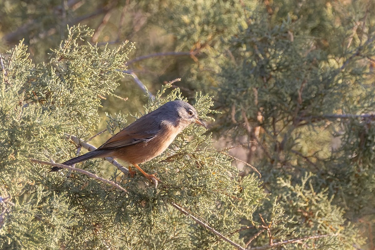 Tristram's Warbler - ML642598623