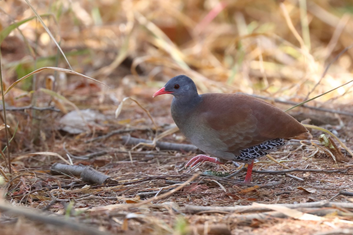 Small-billed Tinamou - ML642598697