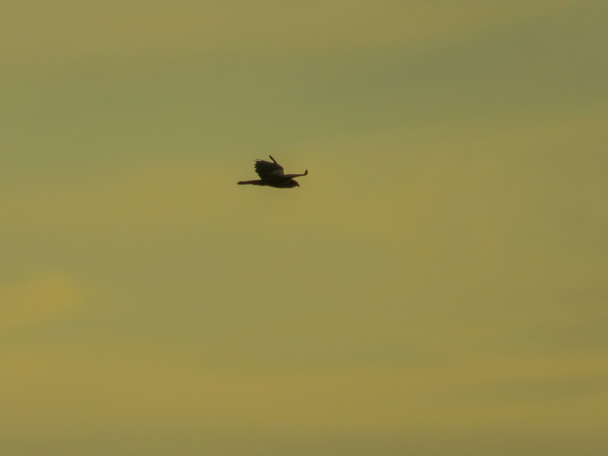 Western Marsh Harrier - ML642598698