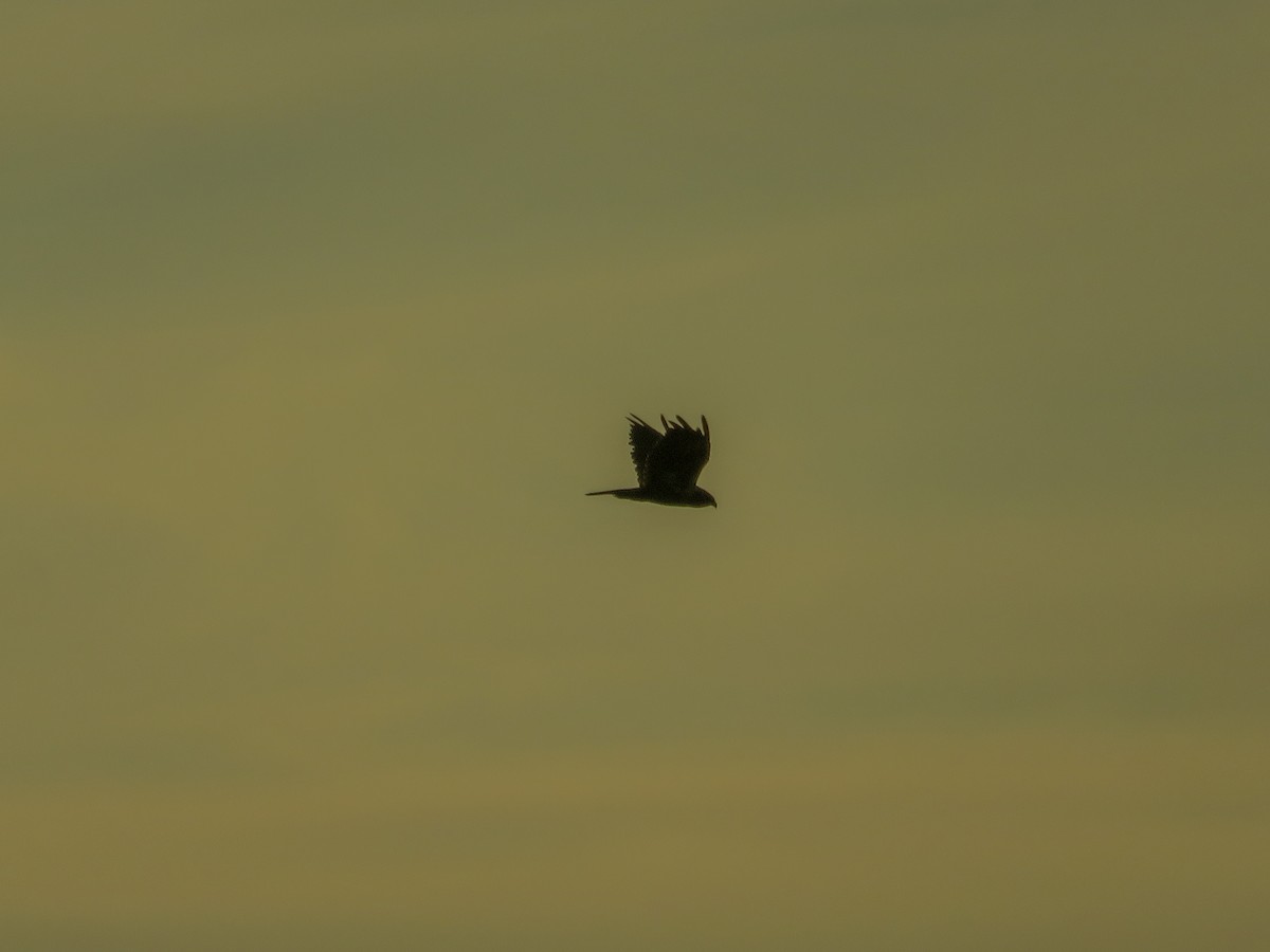 Western Marsh Harrier - ML642598699
