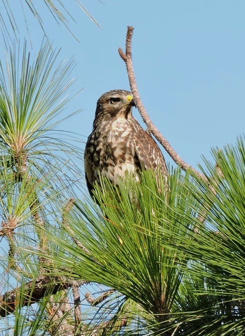 Red-shouldered Hawk - ML64259871