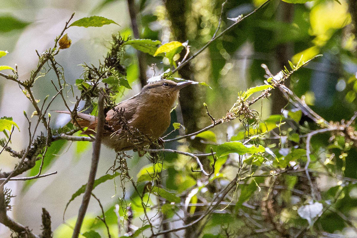 Buff-fronted Foliage-gleaner - ML642598729