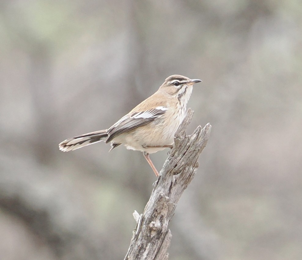 White-browed Scrub-Robin - ML642598732