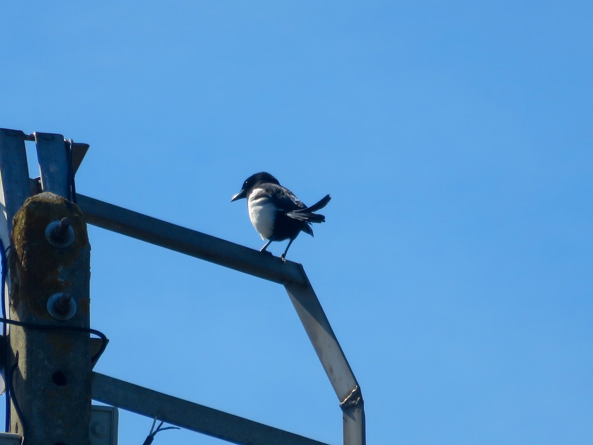 Eurasian Magpie - ML642598751