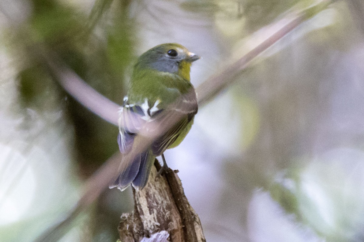 Wing-barred Piprites - ML642598753
