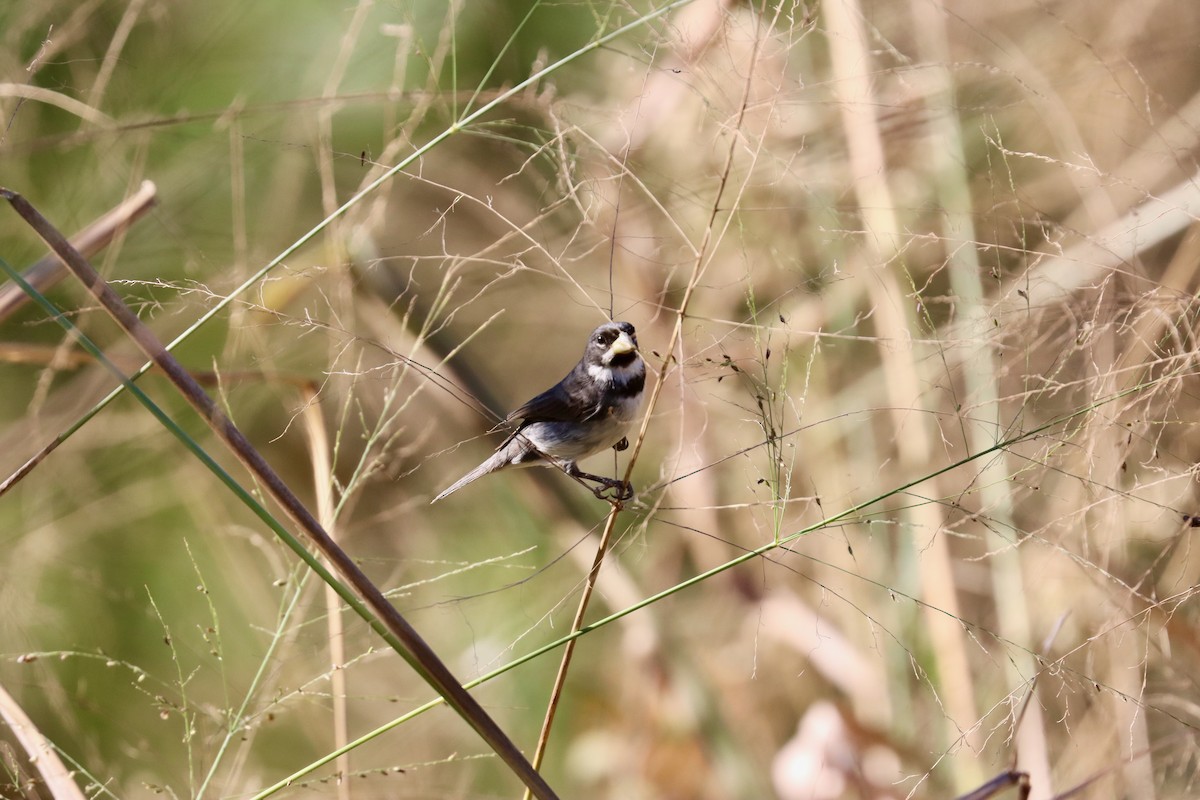 Double-collared Seedeater - ML642598779