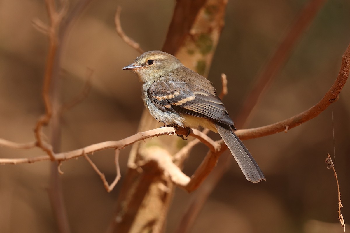 Fuscous Flycatcher - ML642598780