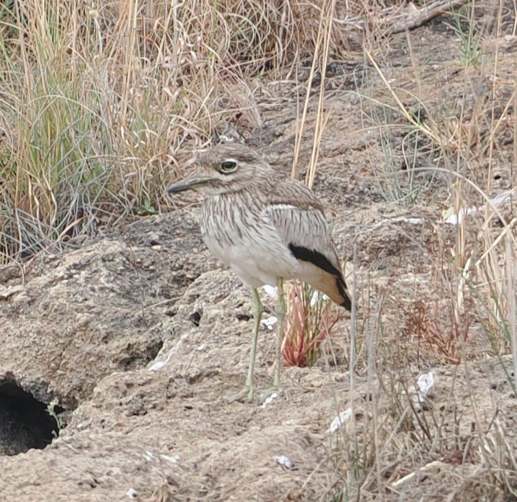Water Thick-knee - ML642598785