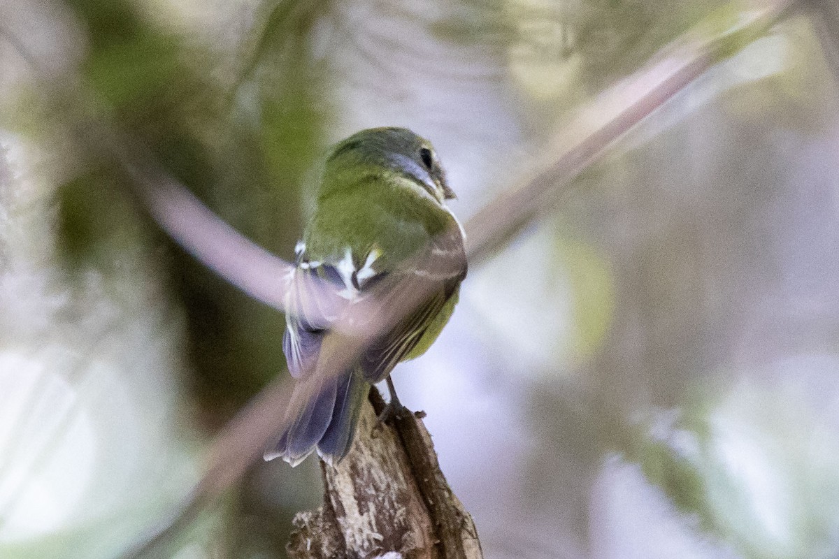 Wing-barred Piprites - ML642598787