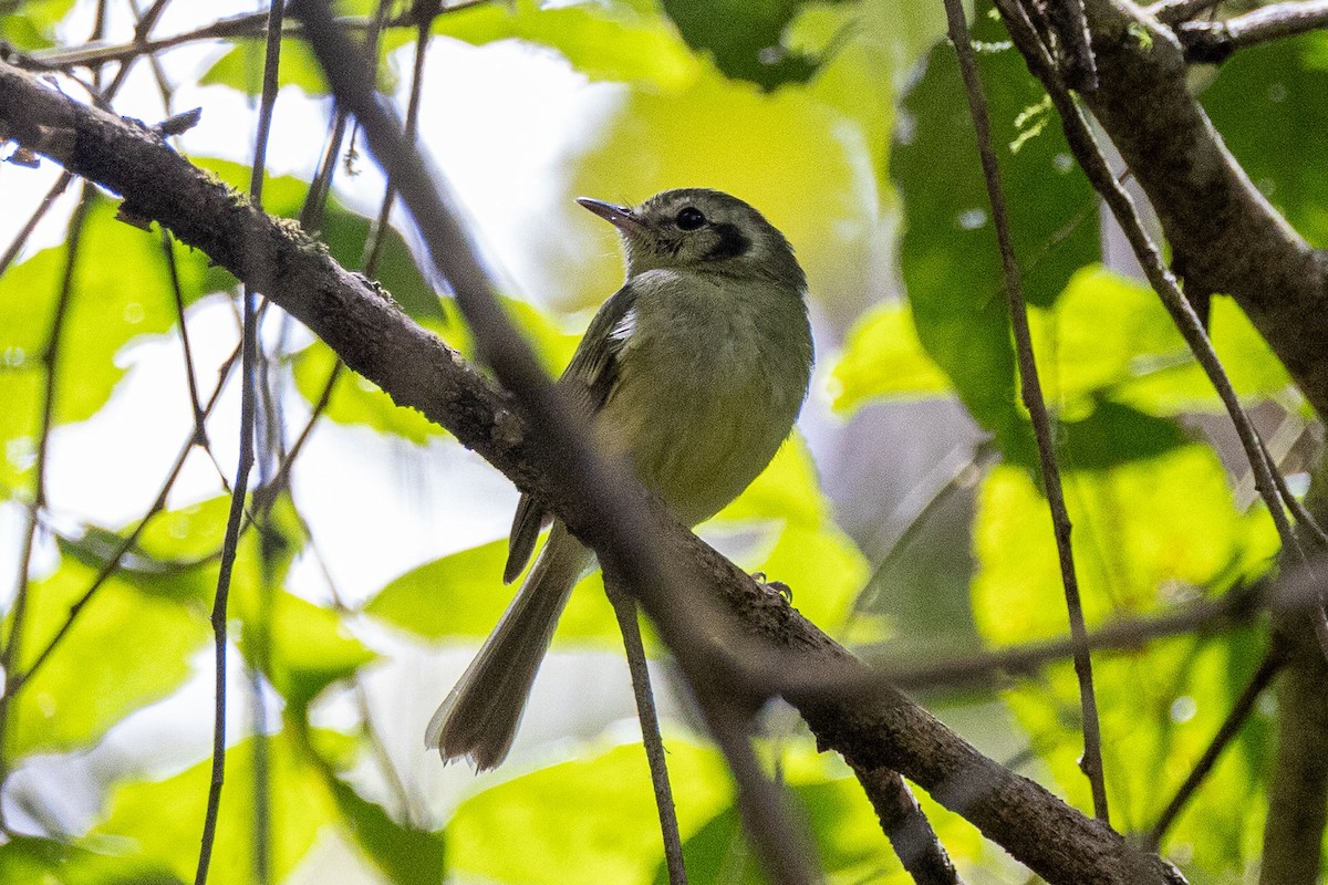 Sao Paulo Bristle-Tyrant - ML642598843