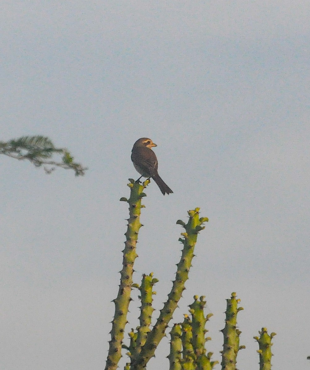 Red-backed Shrike - ML642598846