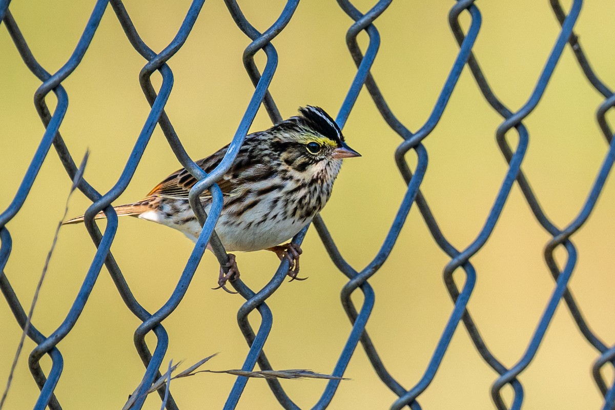 Savannah Sparrow - ML642598868