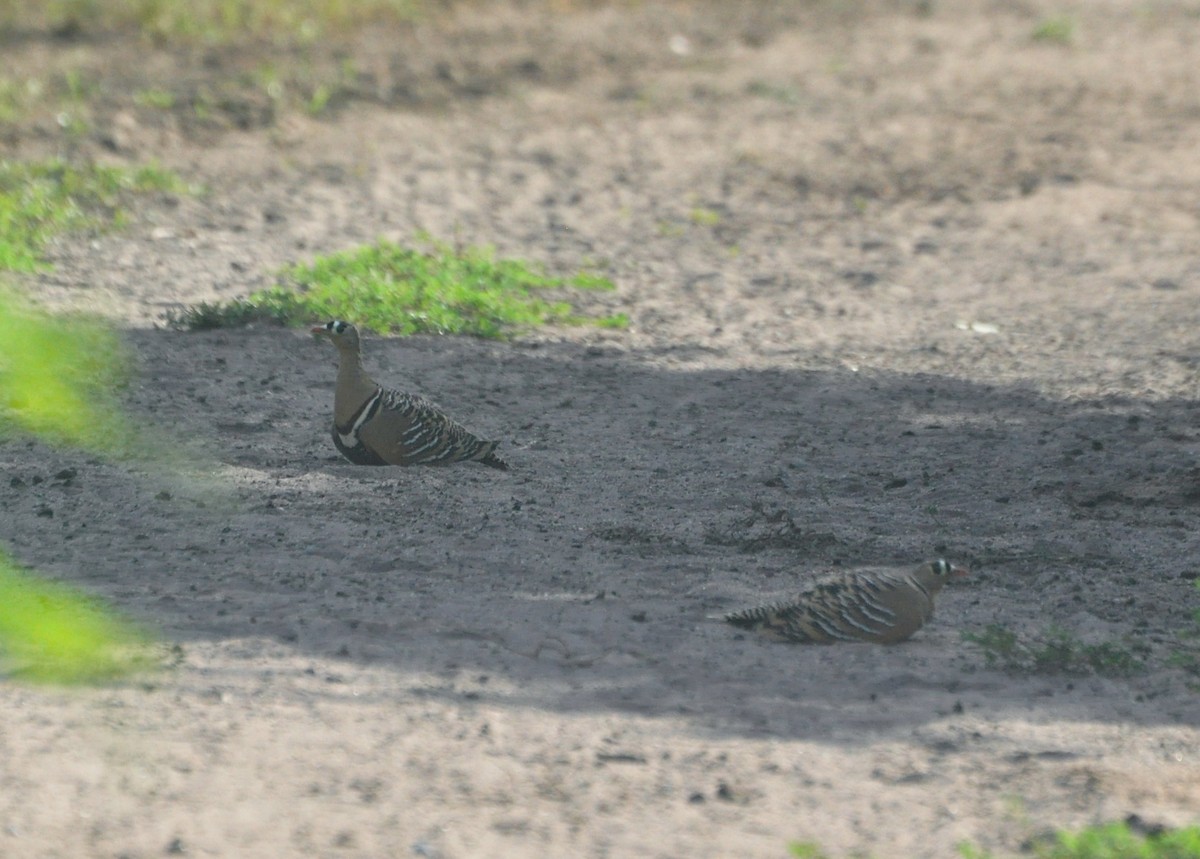 Painted Sandgrouse - ML642598878