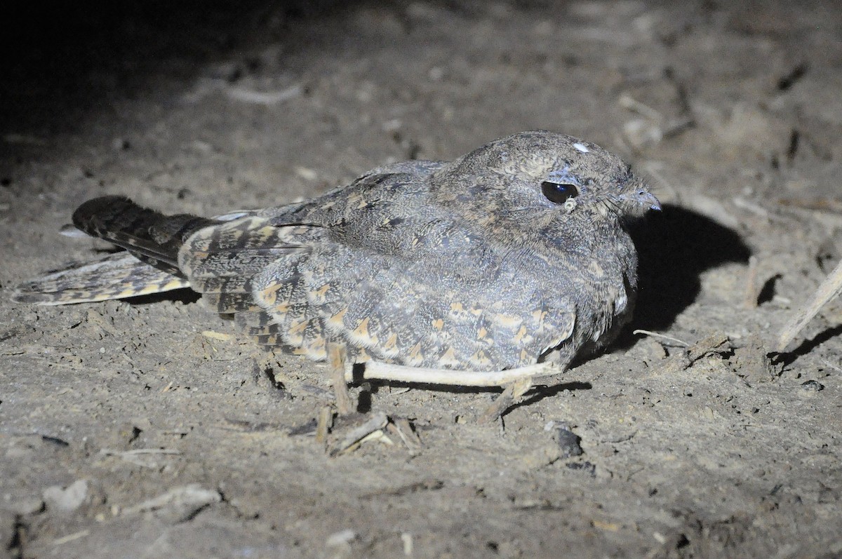 Sykes's Nightjar - ML642598896