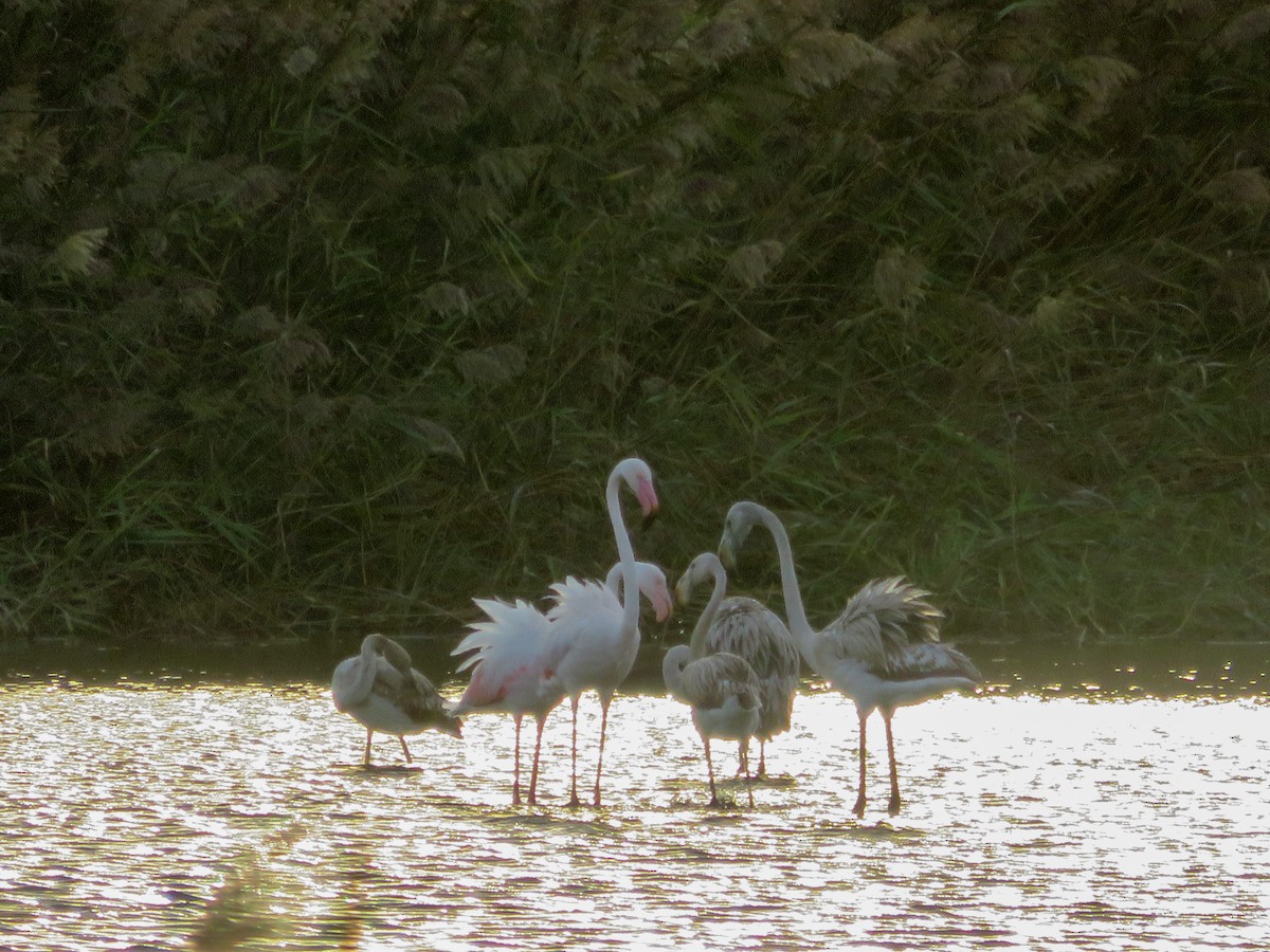 Greater Flamingo - ML642598904