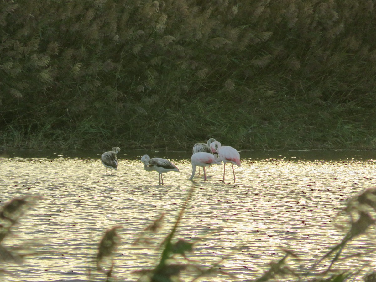 Greater Flamingo - ML642598905