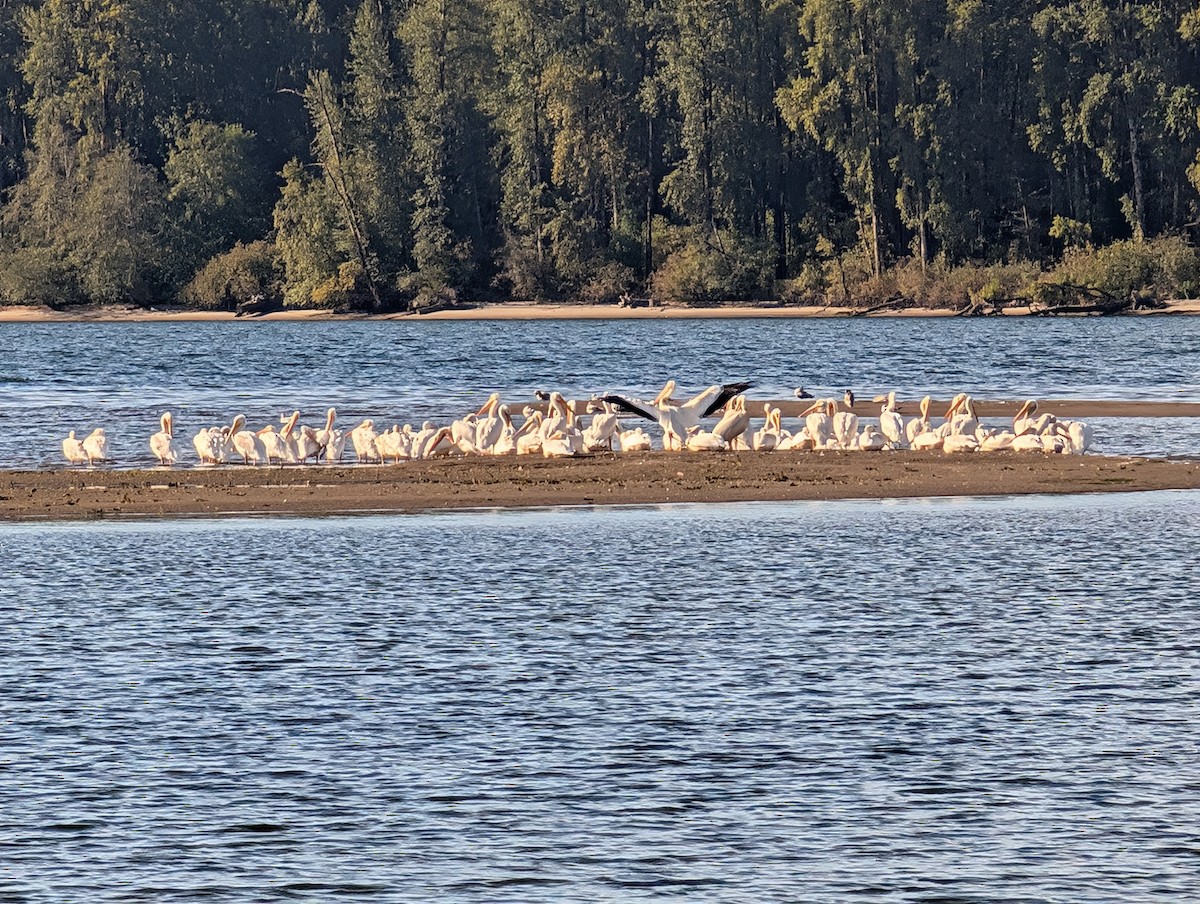 American White Pelican - ML642598909