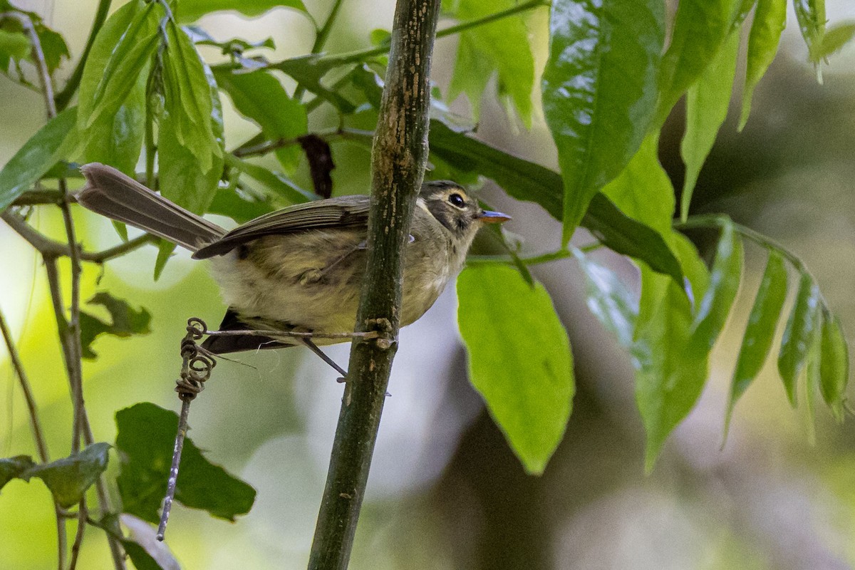 Oustalet's Tyrannulet - ML642598922