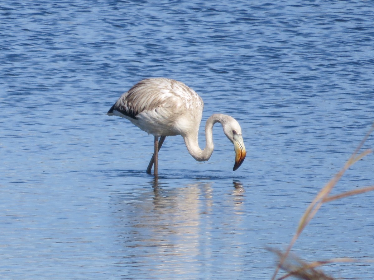 Greater Flamingo - ML642598930