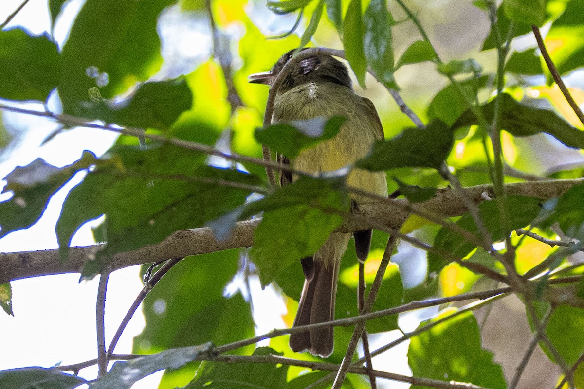 Sepia-capped Flycatcher - ML642598950