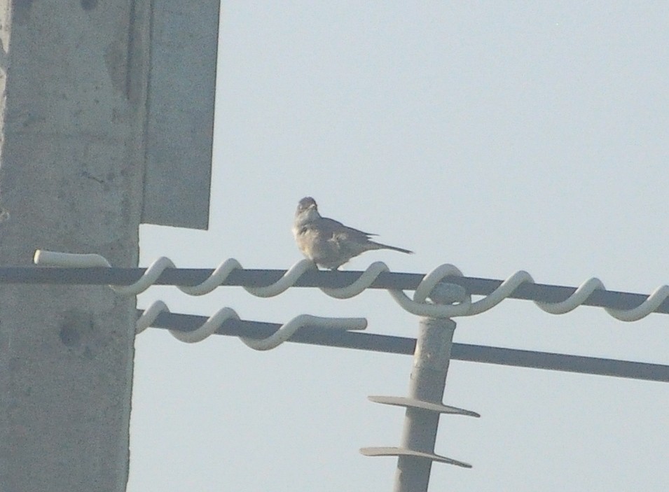 Greater Whitethroat - ML642598951