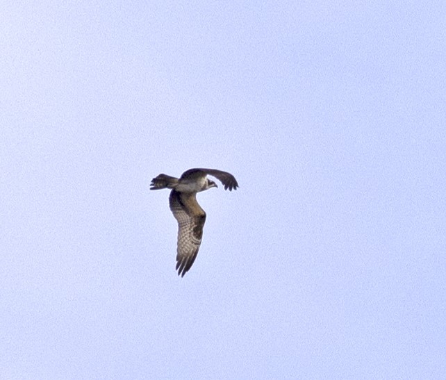 Osprey - ML642598968