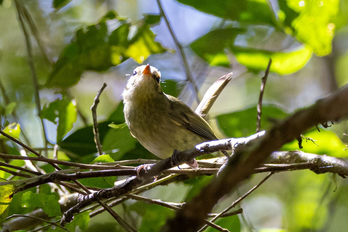 Oustalet's Tyrannulet - ML642598974