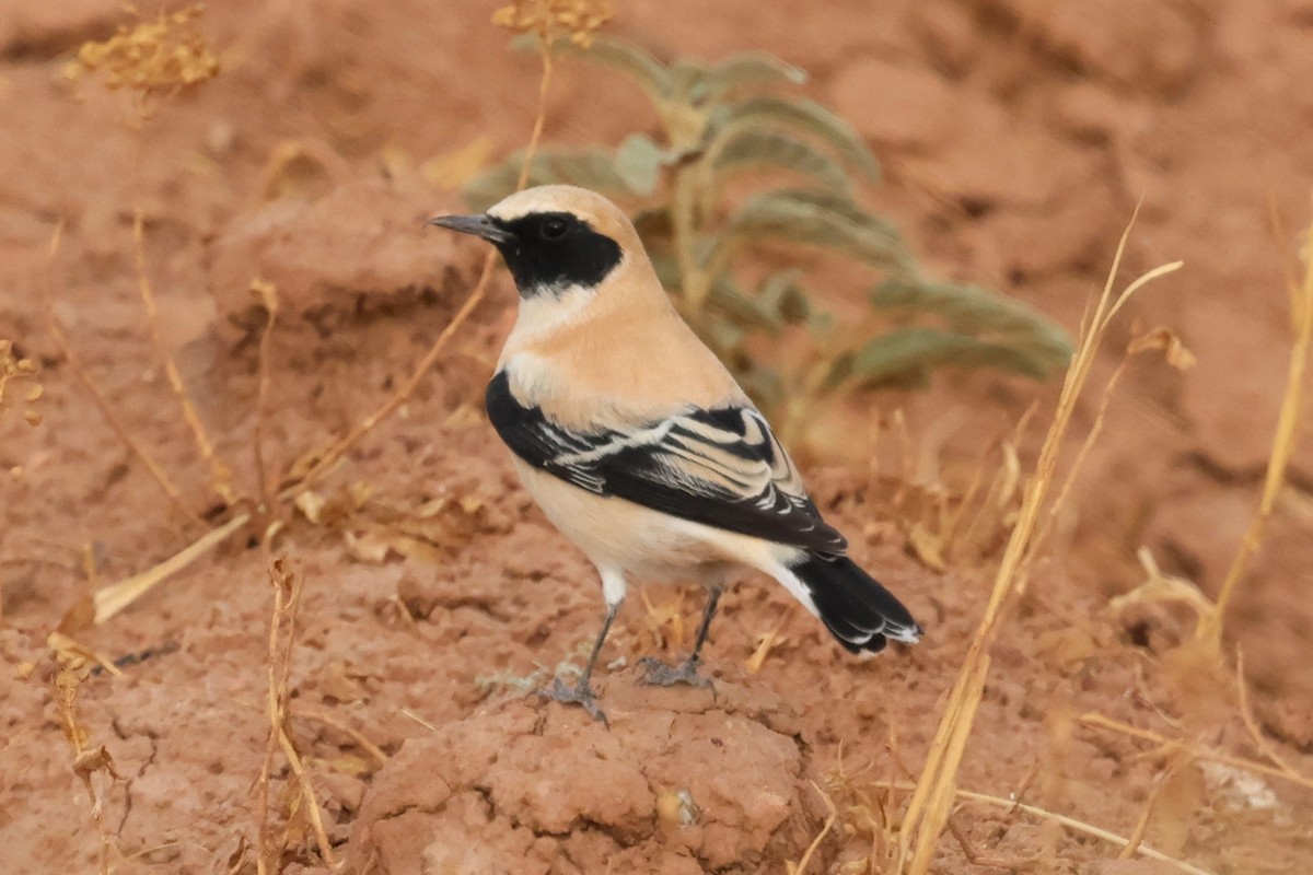 Western Black-eared Wheatear - ML642598982