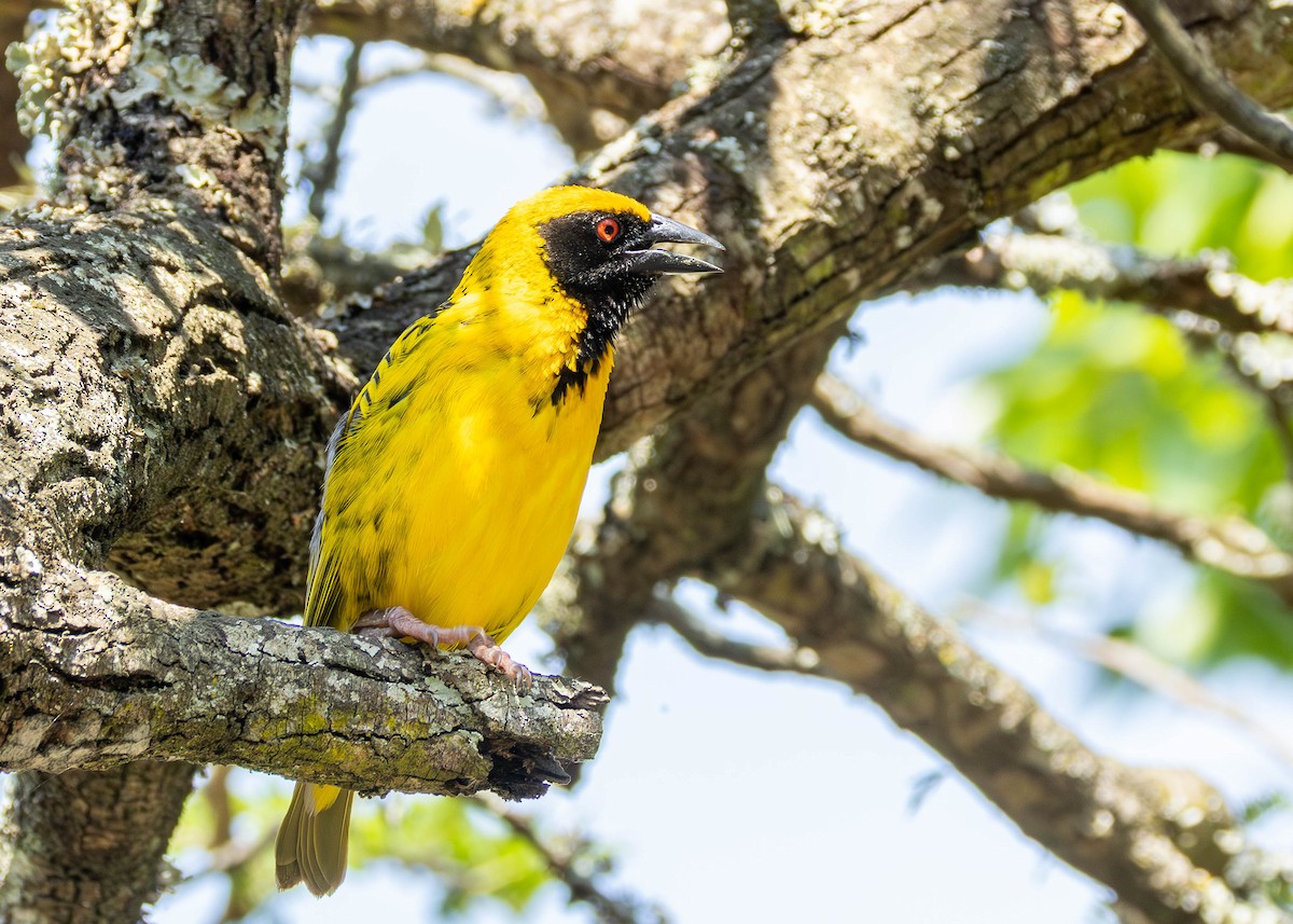 Village Weaver - ML642598986